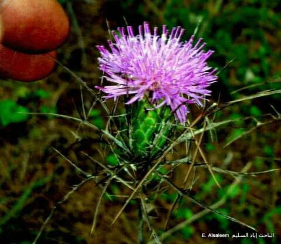 Cirsium discolor flower