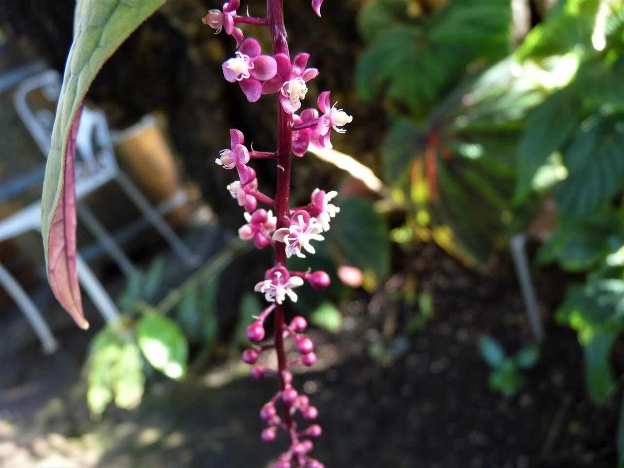 Trichostigma peruvianum — houseplant care guide