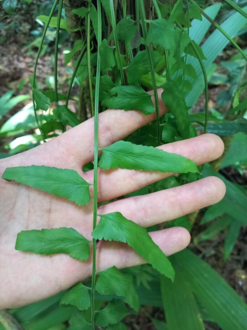 Asplenium salicifolium leaf