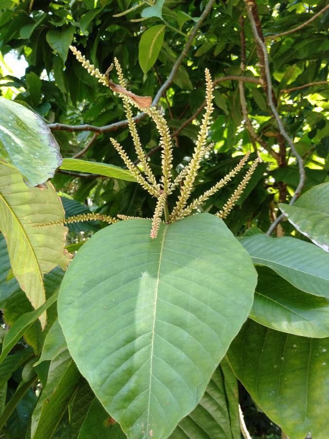 Acalypha amentacea flower
