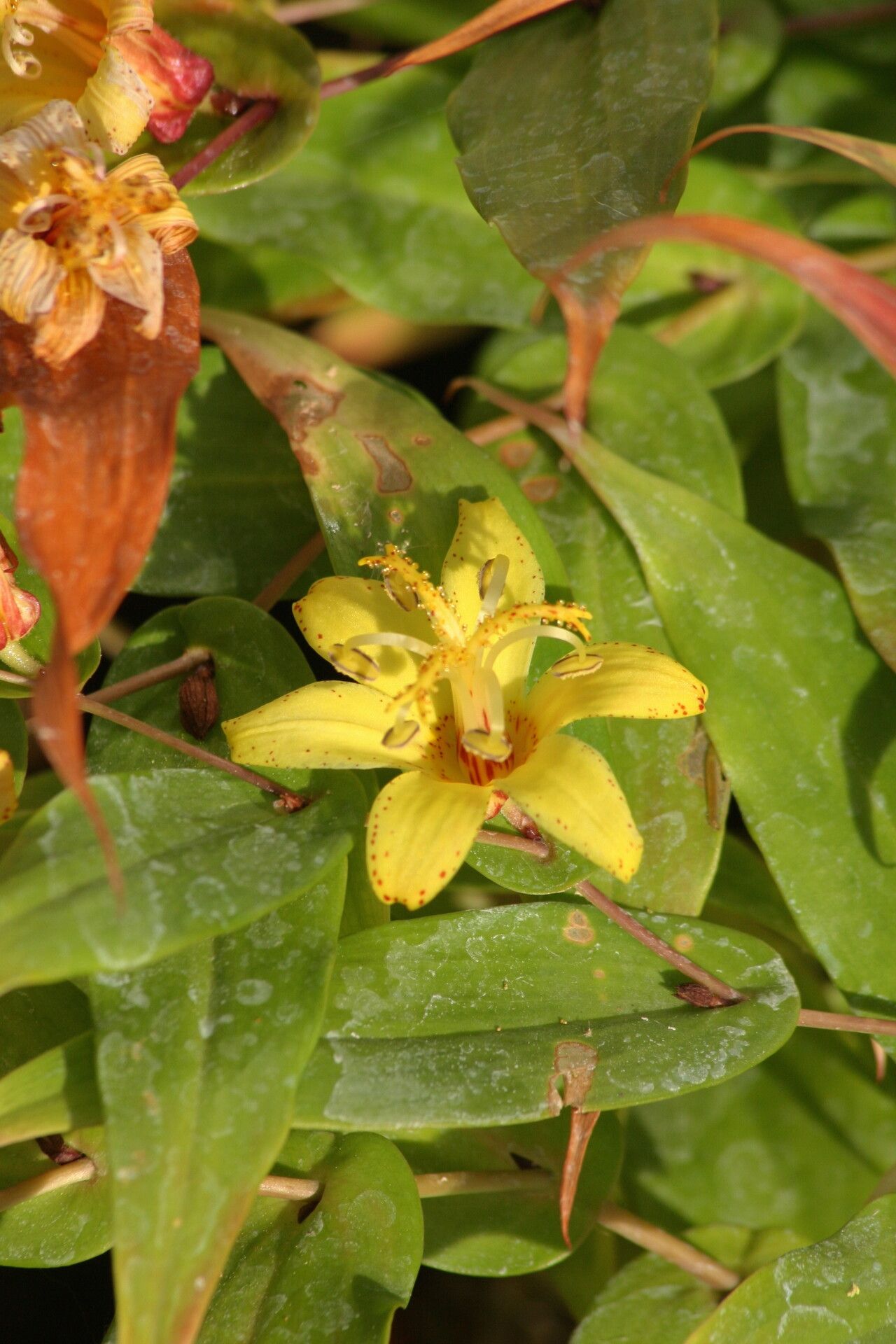 Tricyrtis perfoliata — search result for 'Tricyrtis'