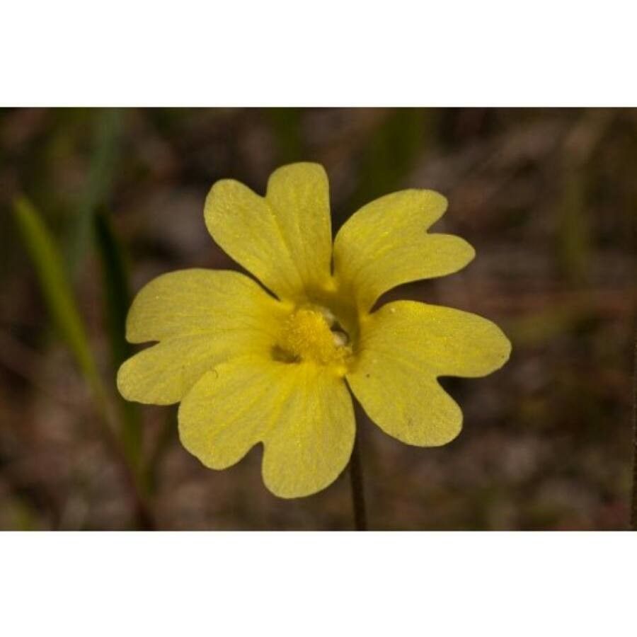 Pinguicula lutea — search result for 'Lentibulariaceae'