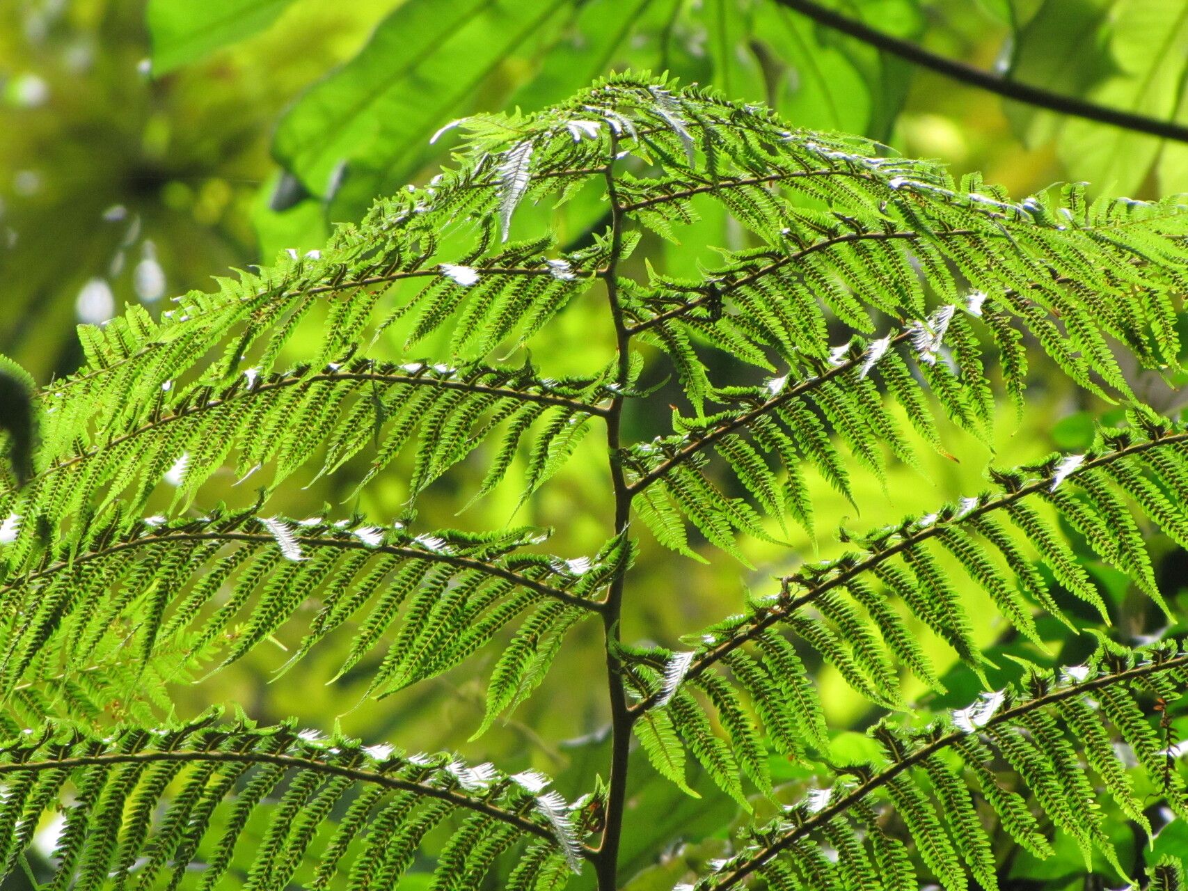 Alsophila manniana — houseplant care guide