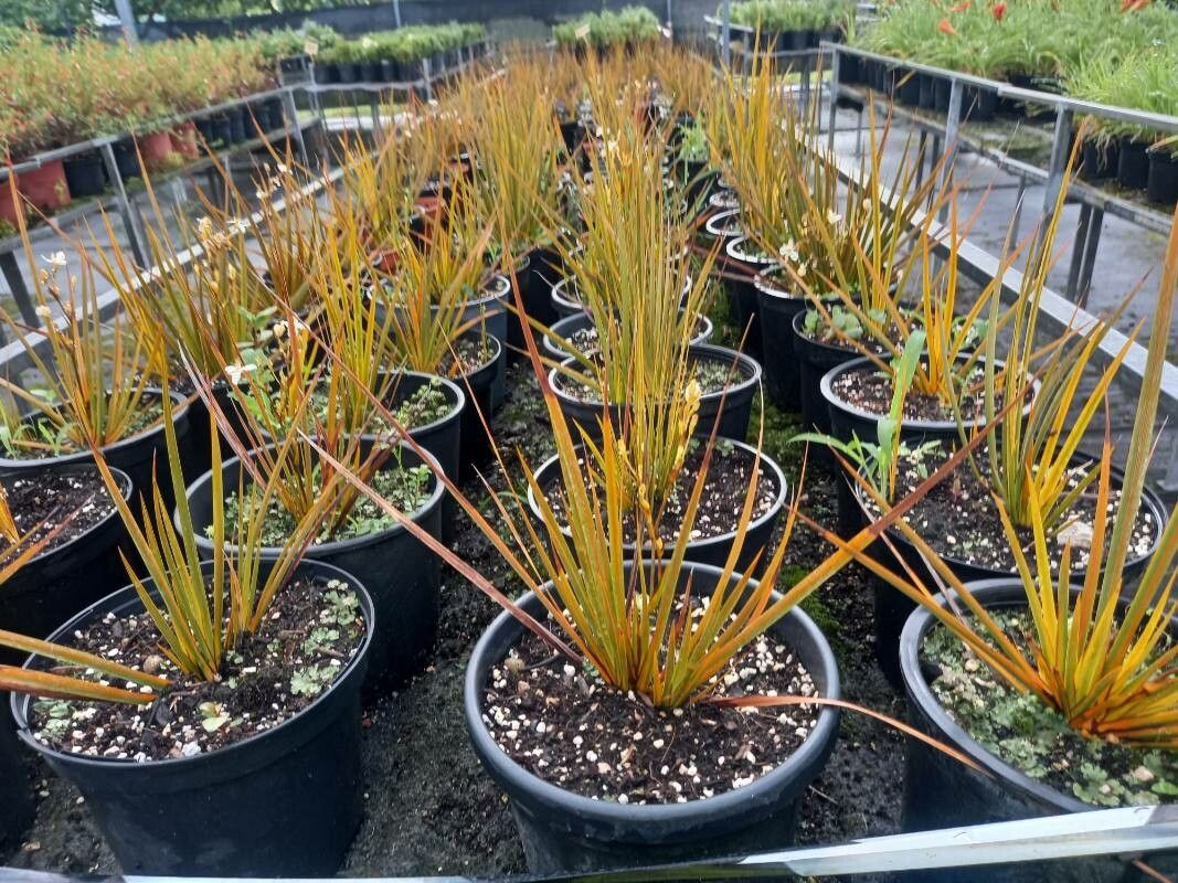 Libertia peregrinans — search result for 'Iris'