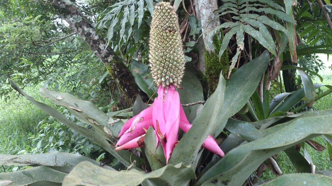 Aechmea mariae-reginae — search result for 'Aechmea'