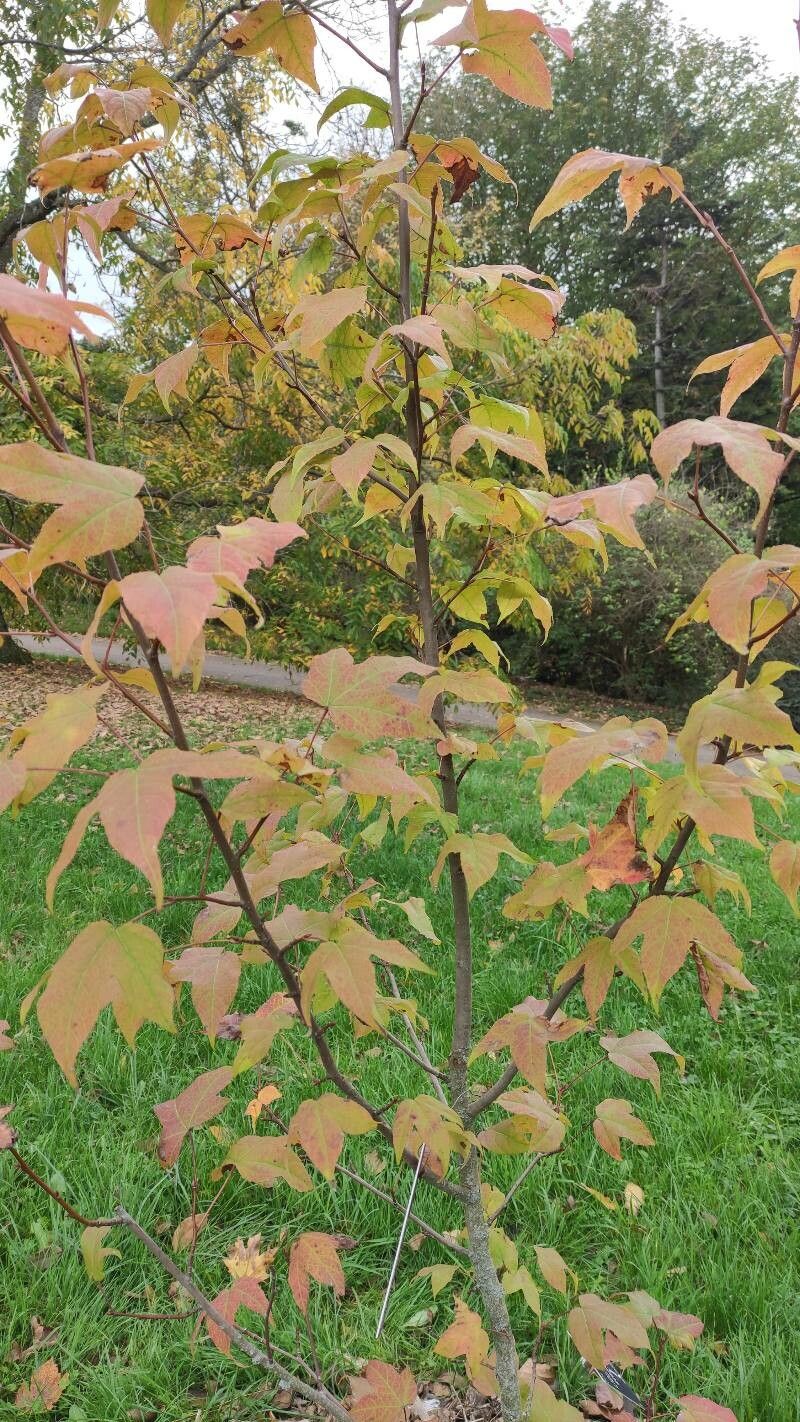 Liquidambar acalycina