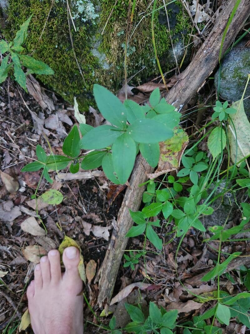 Galium circaezans — search result for 'Rubiaceae'