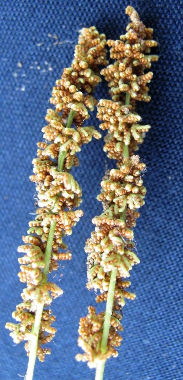 Anemia hirsuta — related species from the same genus