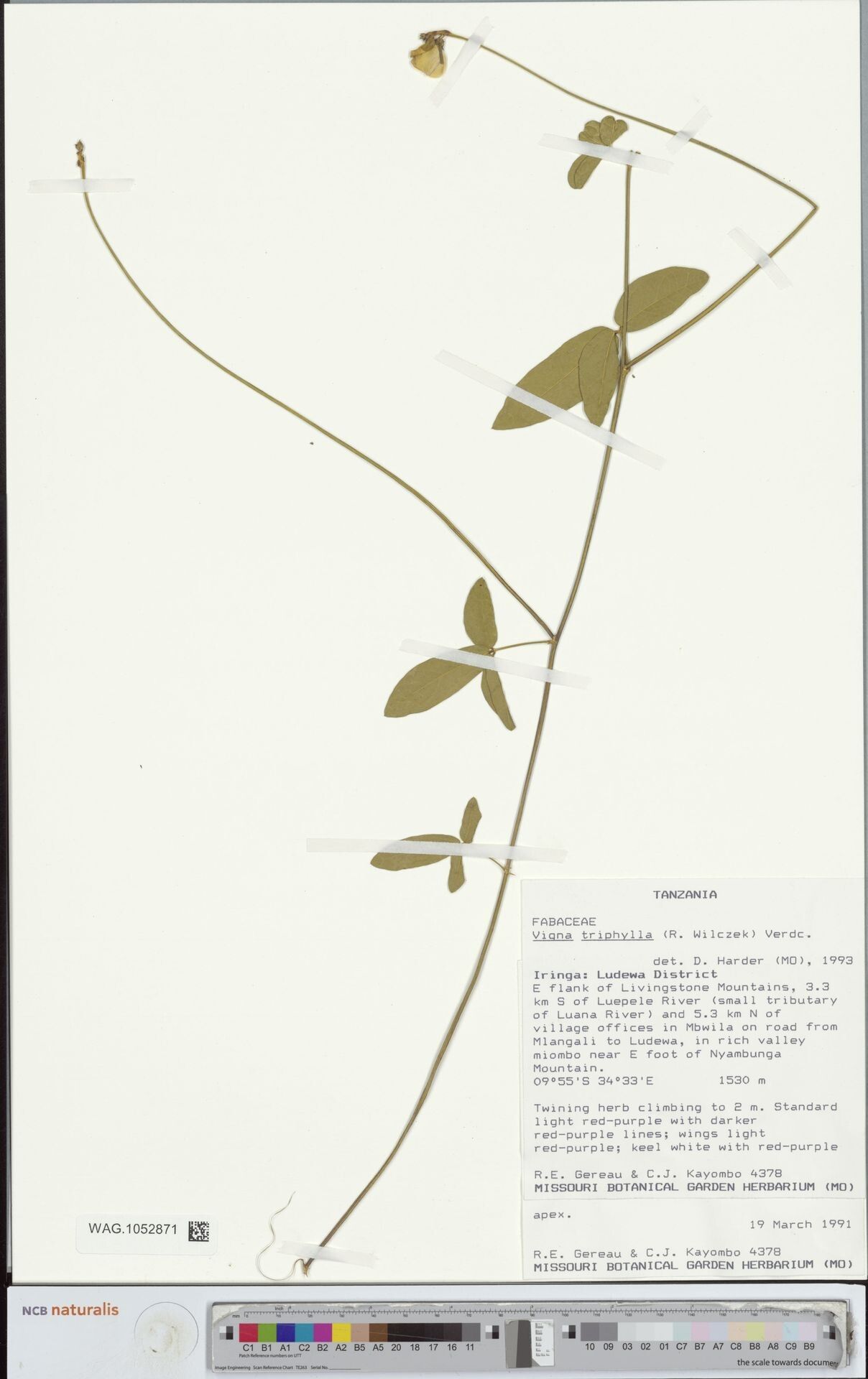 Vigna triphylla — search result for 'Vigna'