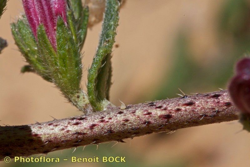 Echium tuberculatum bark