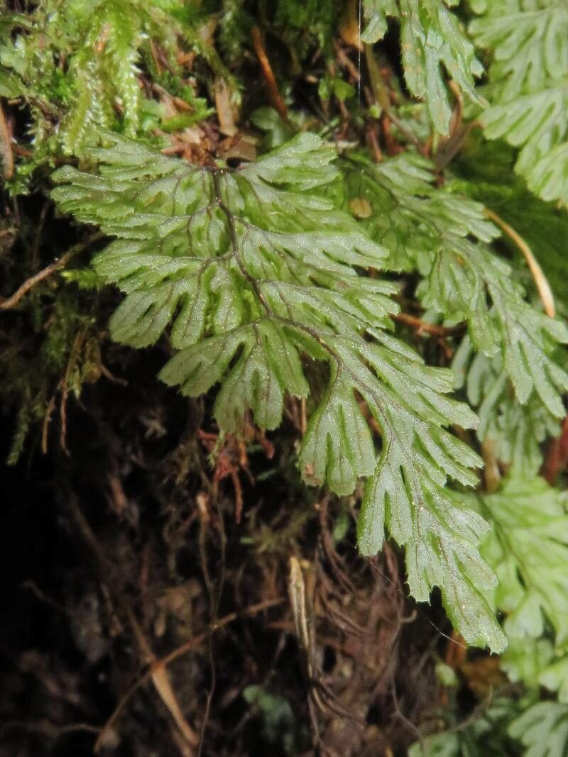 Hymenophyllum tunbrigense leaf