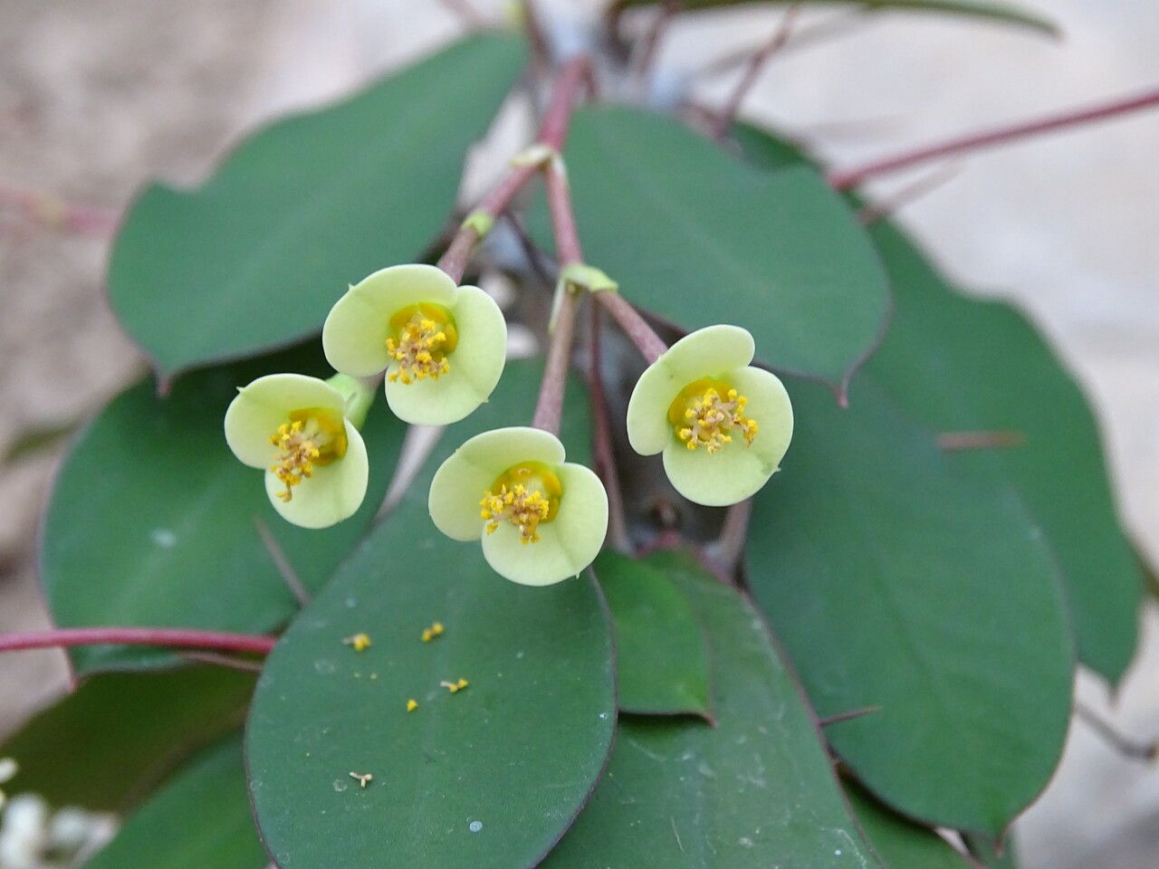 Euphorbia ambovombensis flower