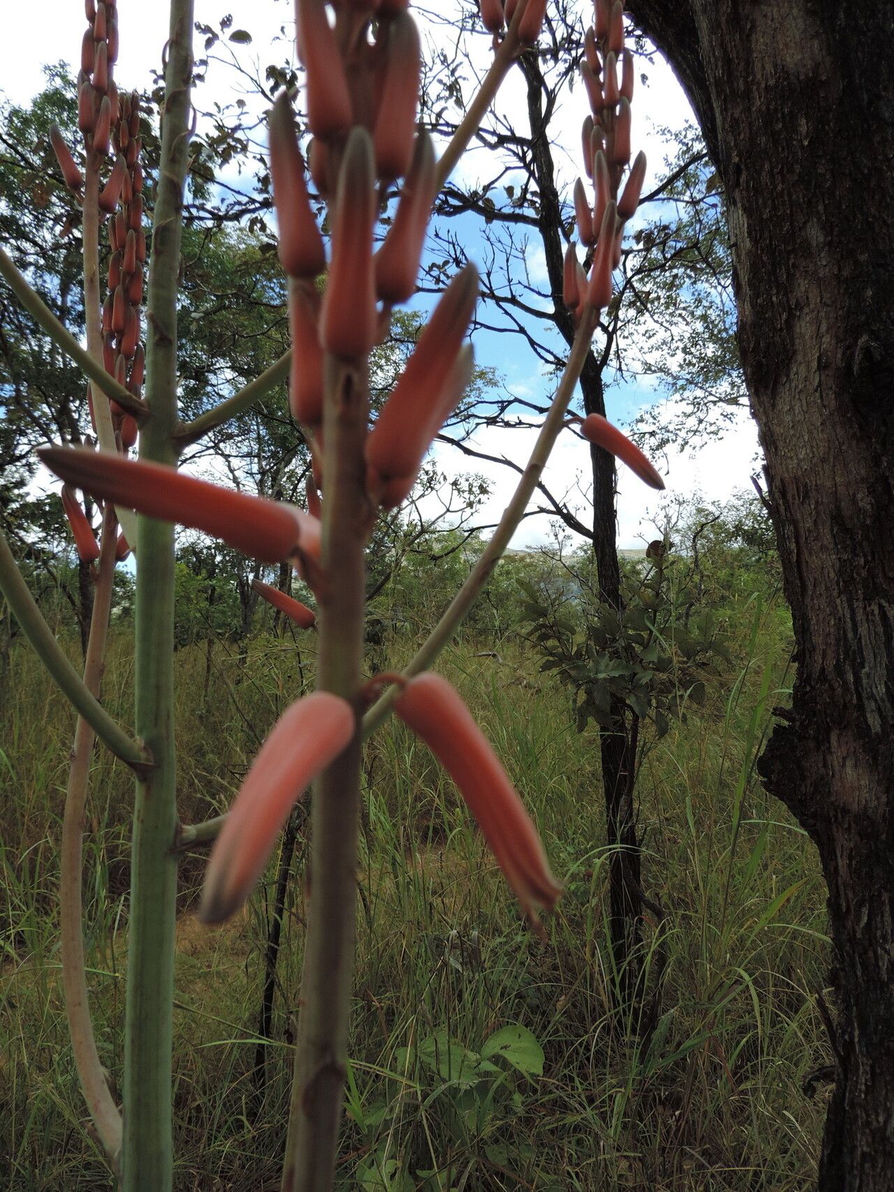 Aloe christianii flower