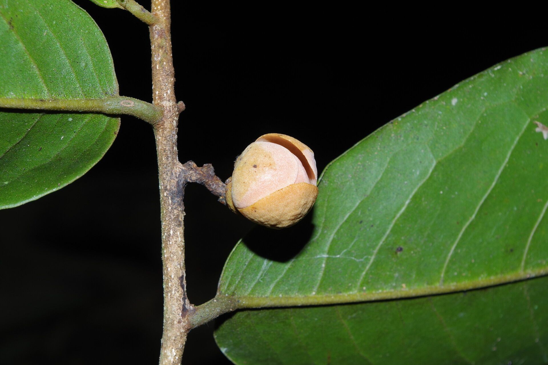Uvaria obanensis flower