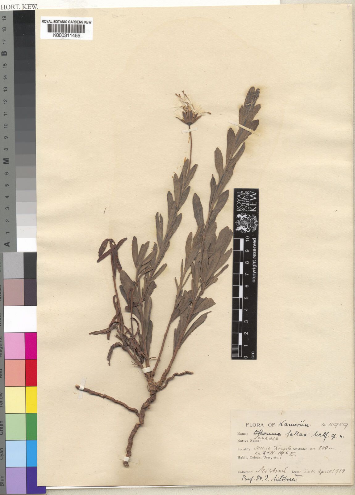 Emilia fallax — houseplant care guide