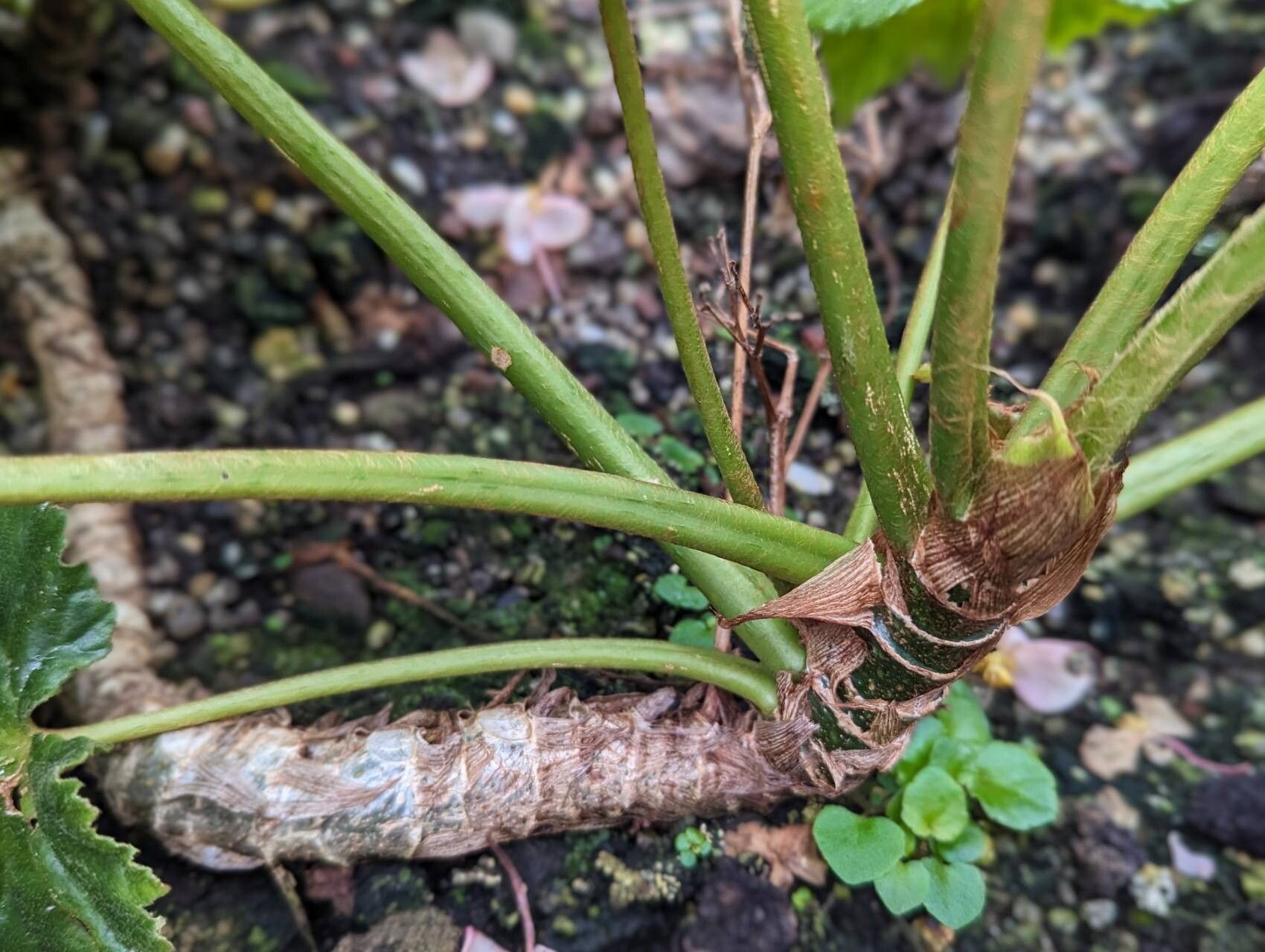 Begonia humilis bark
