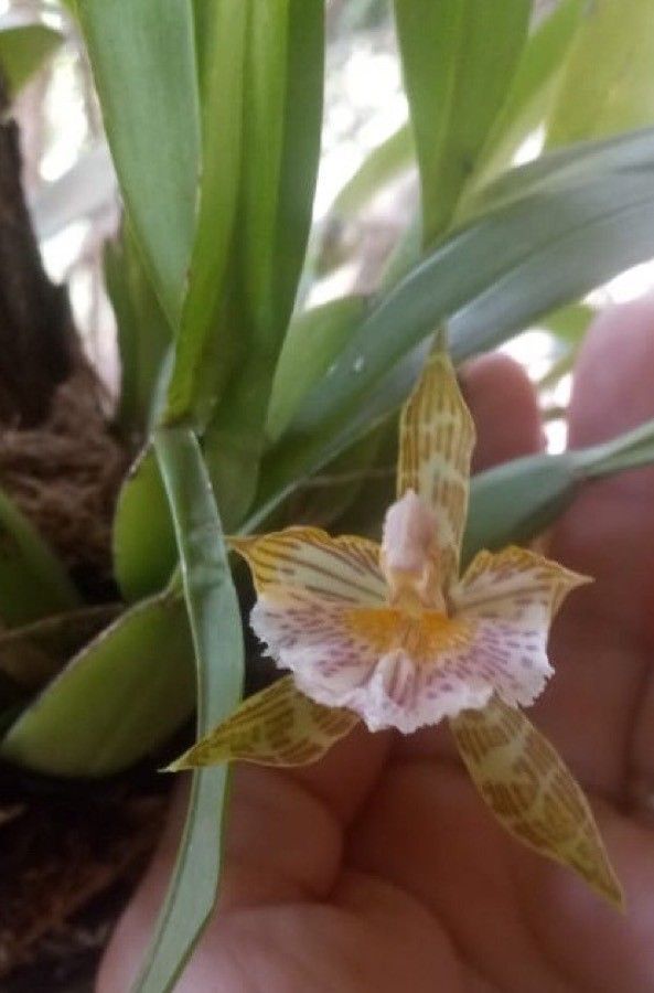 Aspasia variegata — houseplant care guide