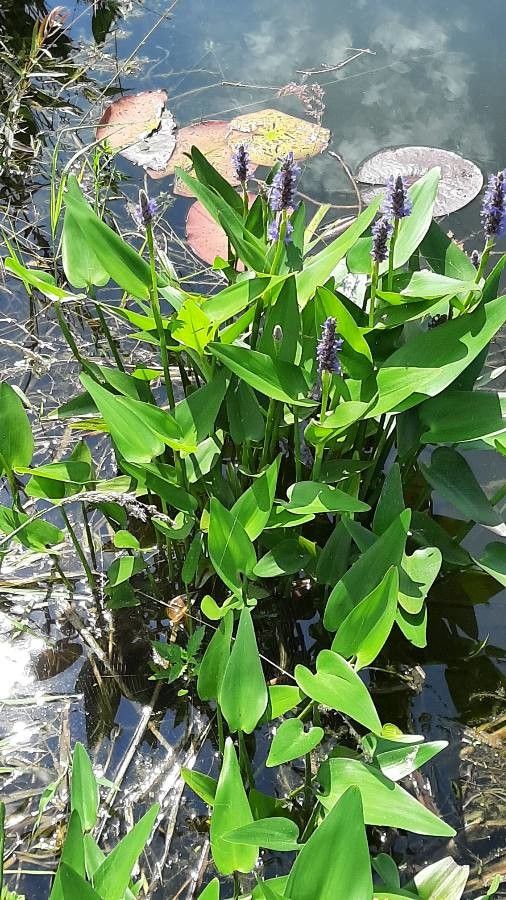 Bactris brongniartii leaf