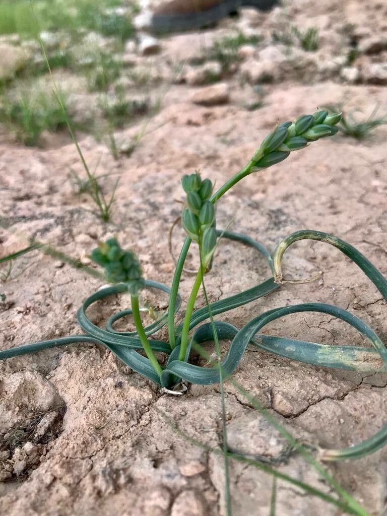 Dipcadi susianum other