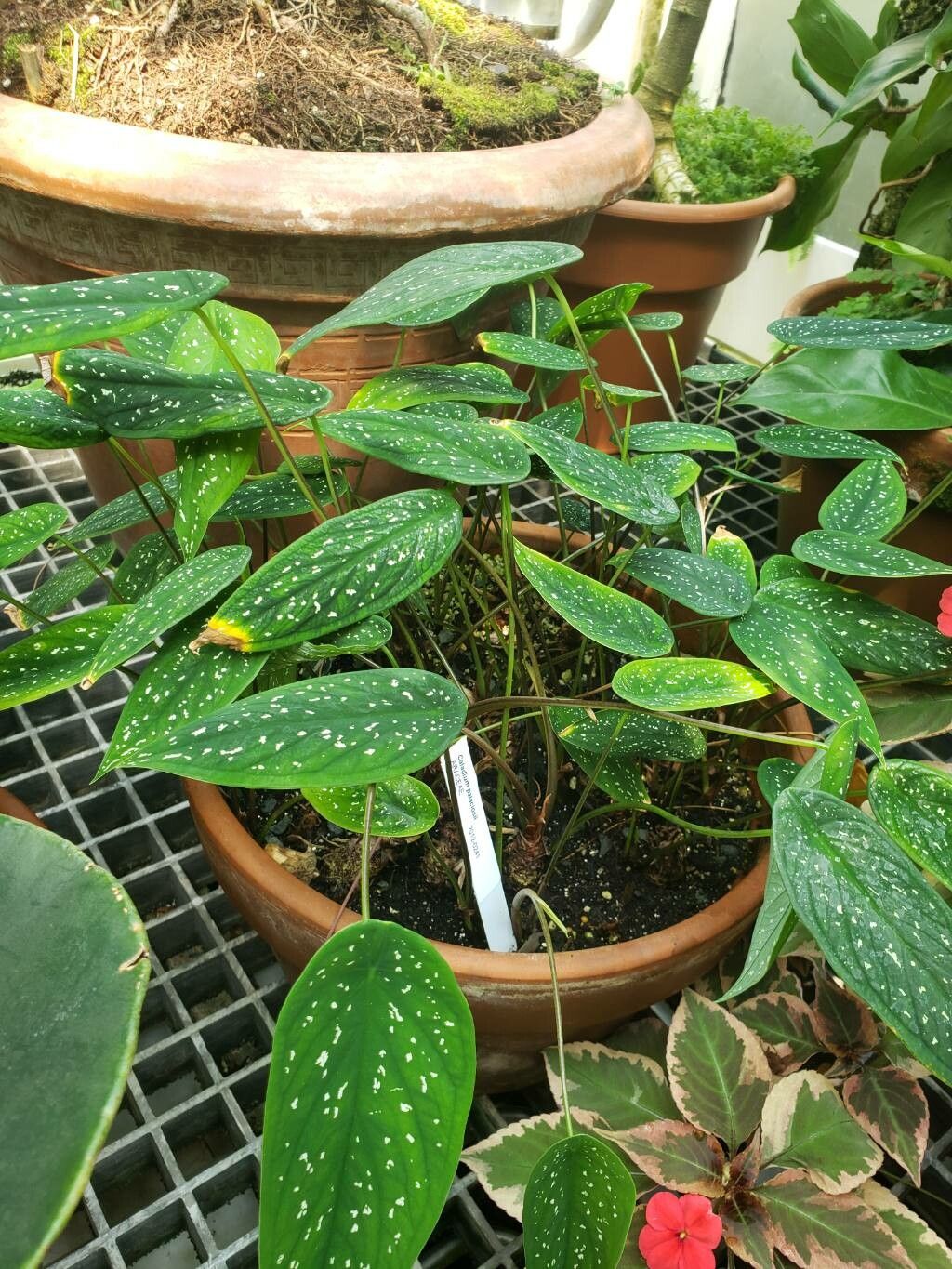 Caladium palaciosii habit