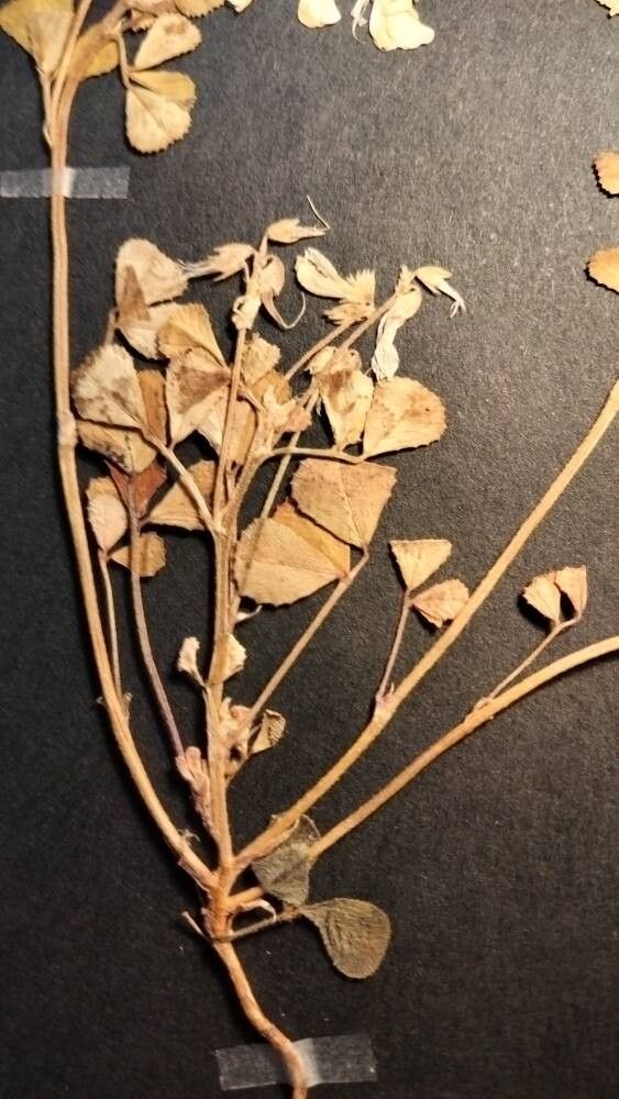 Trigonella lycica — houseplant care guide