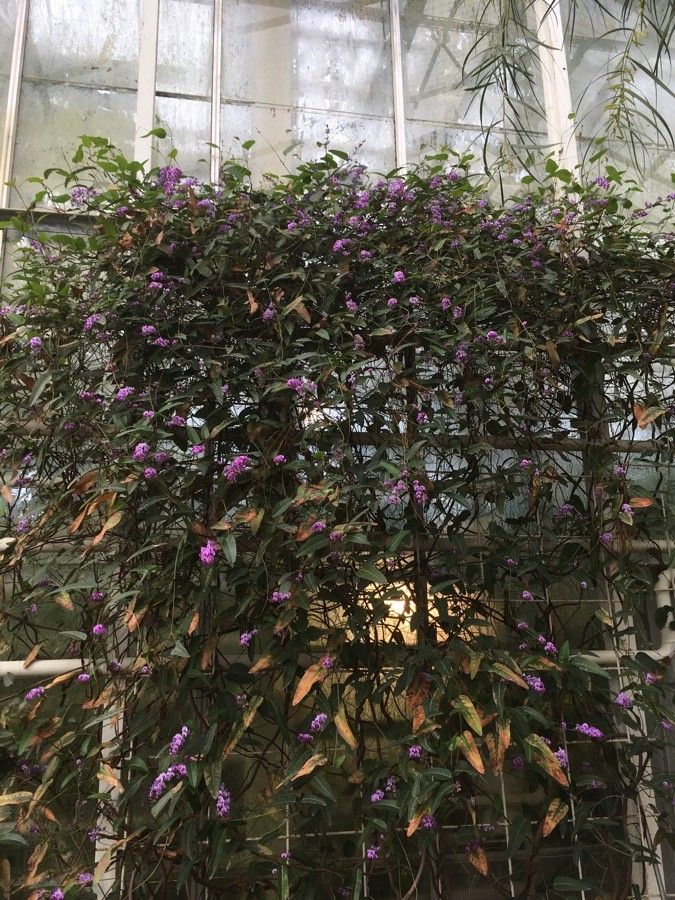 Hardenbergia comptoniana habit