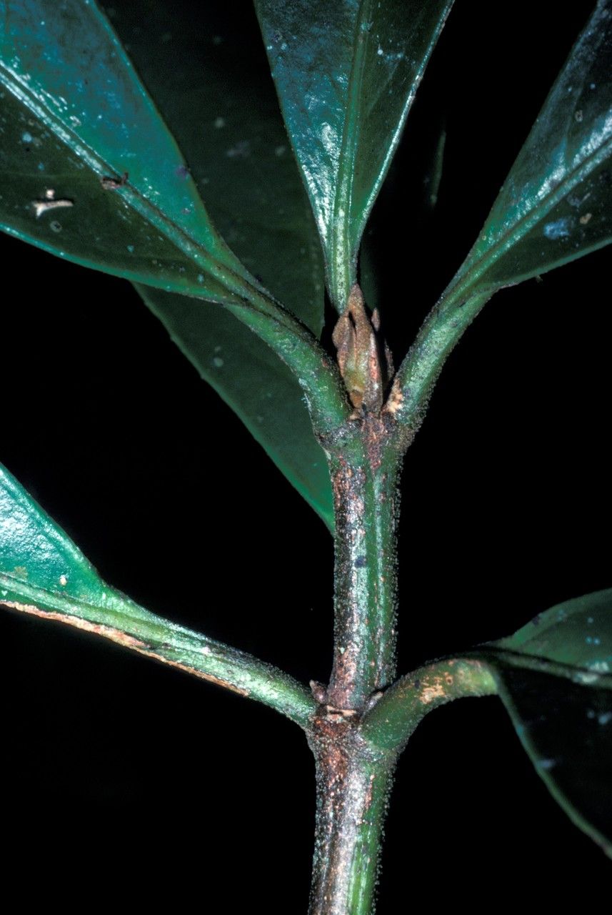 Pellacalyx yunnanensis bark