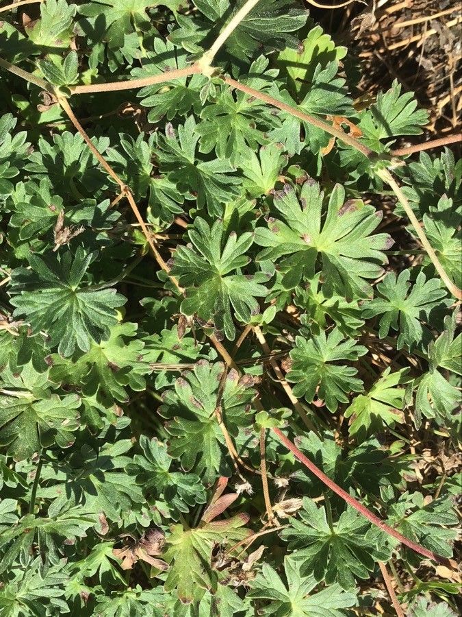 Geranium cinereum leaf