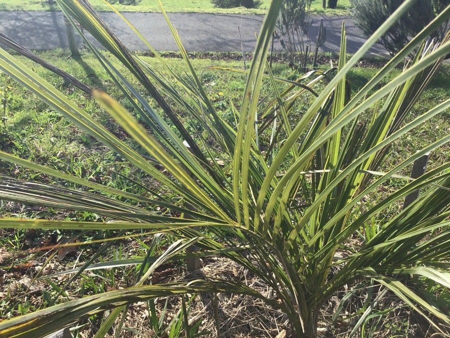 Parajubaea sunkha — related species from the same genus