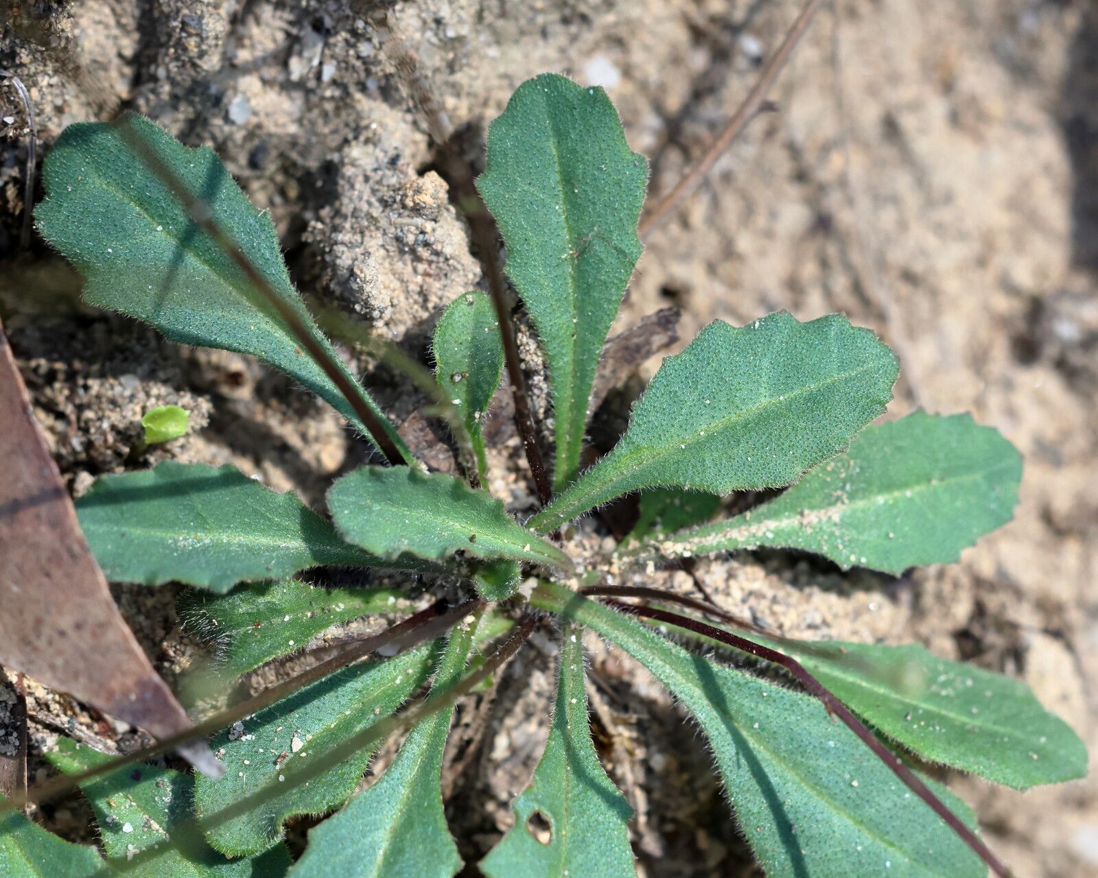 Lagenophora sublyrata — related species from the same genus