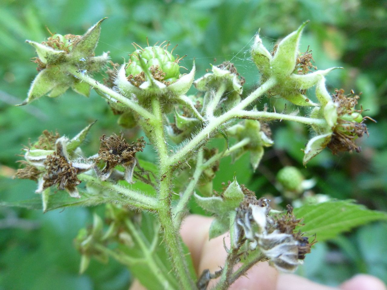 Rubus insectifolius fruit