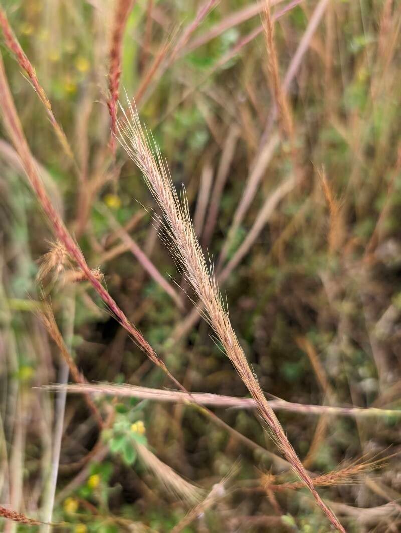 Festuca ambigua fruit