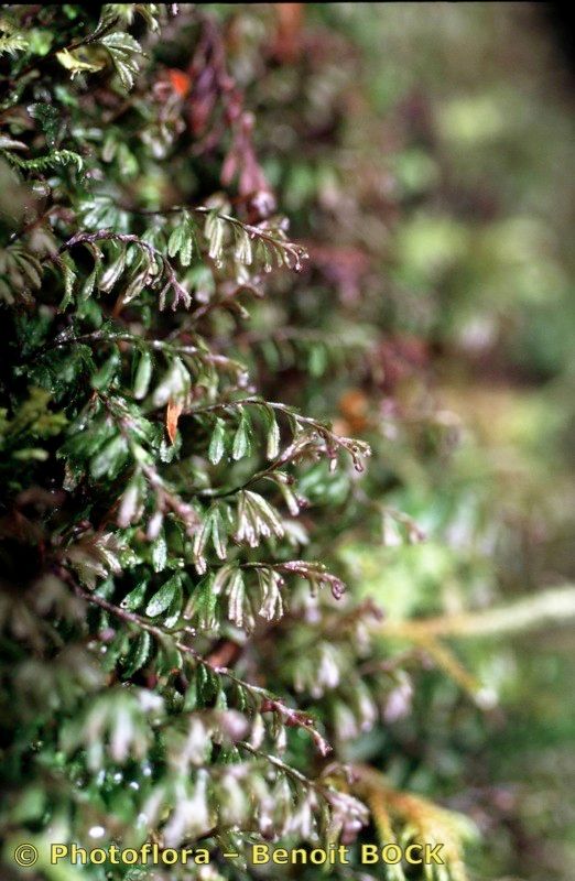 Hymenophyllum wilsonii other