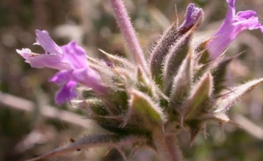 Salvia greatae — houseplant care guide