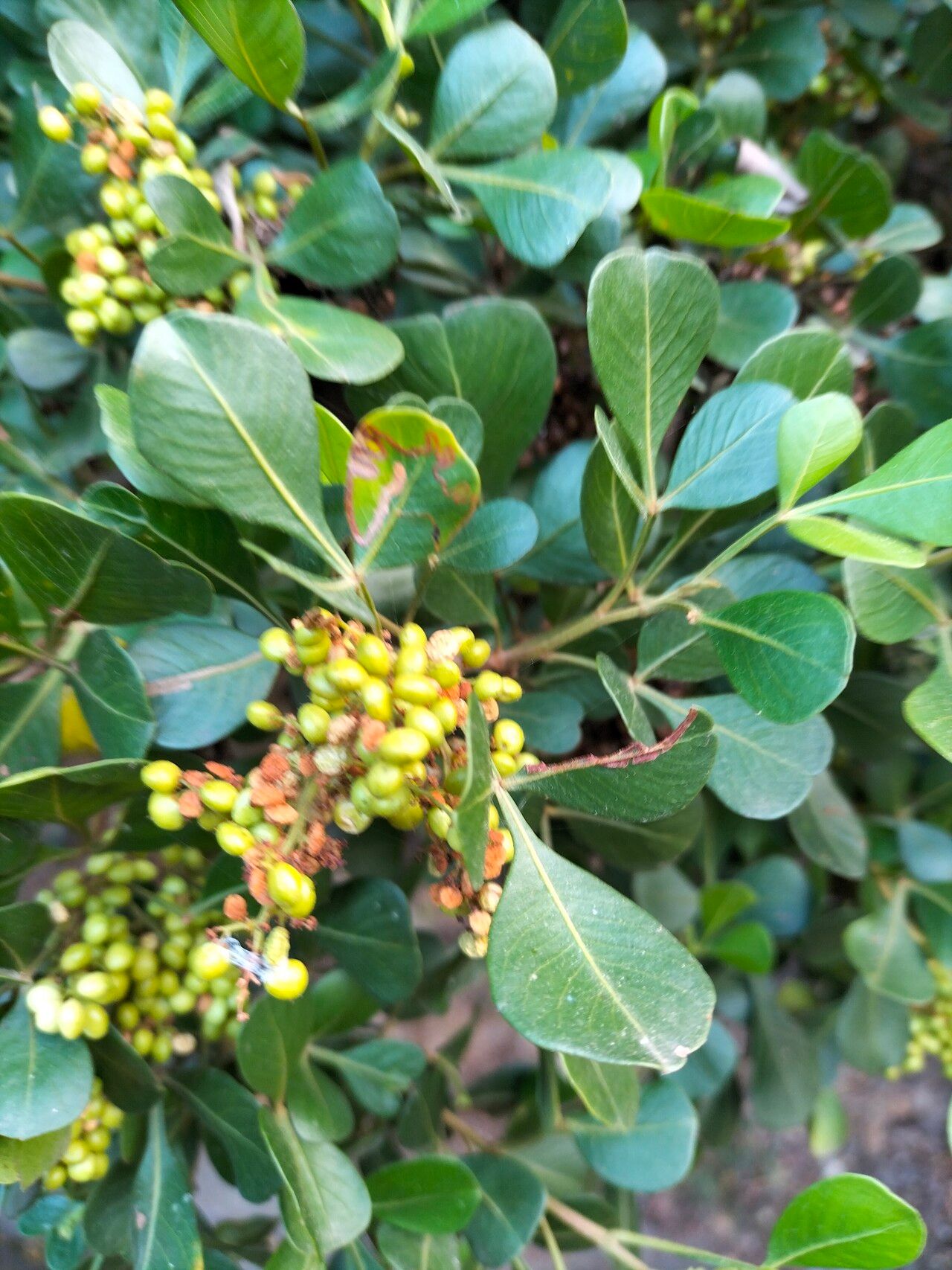 Searsia lucida — search result for 'Anacardiaceae'