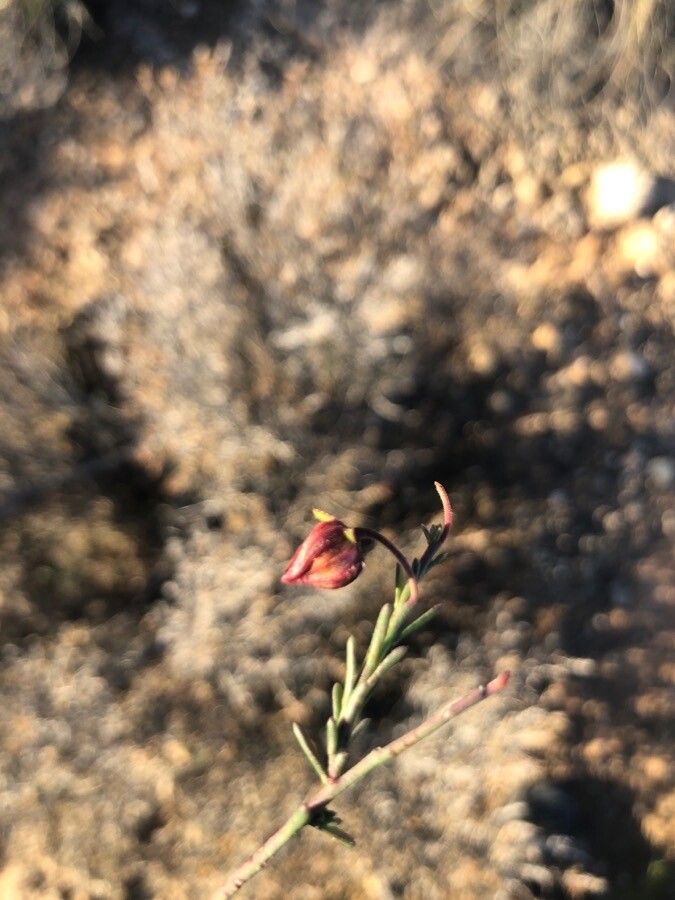 Ononis tridentata fruit