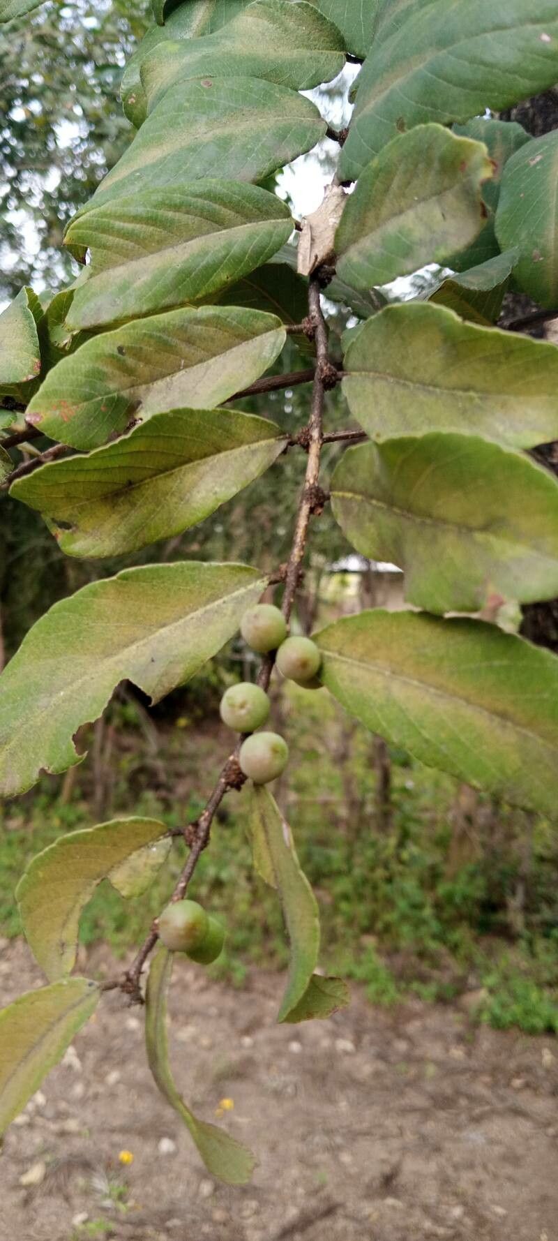Bridelia mollis fruit