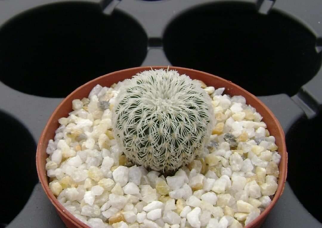 Frailea buenekeri — related species from the same genus