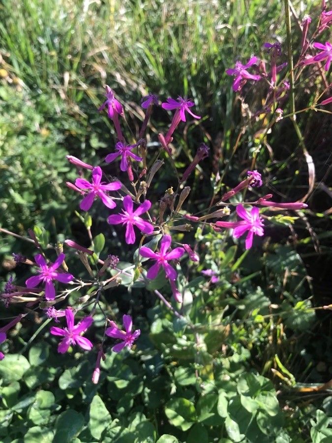 Atocion armeria flower