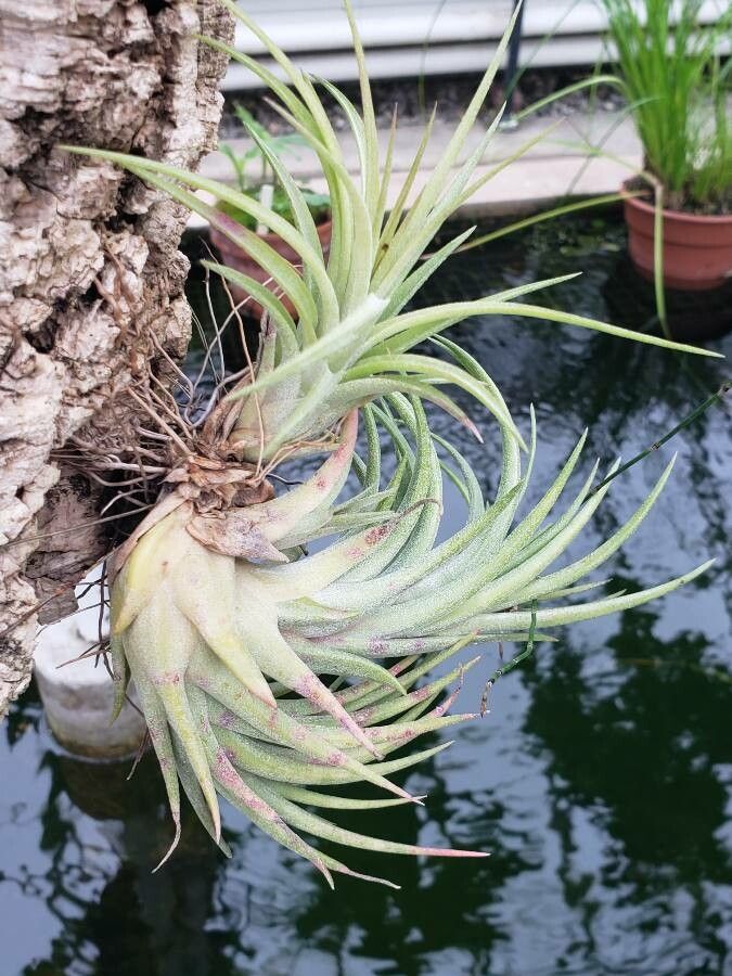 Tillandsia harrisii habit