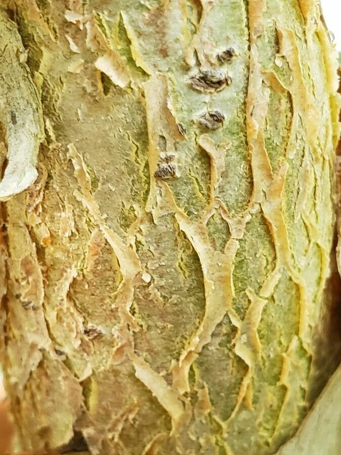 Ficus crocata bark