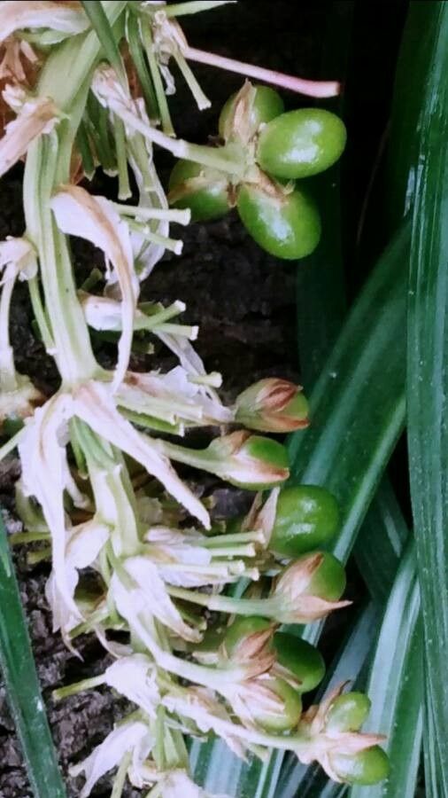 Asphodelus albus fruit