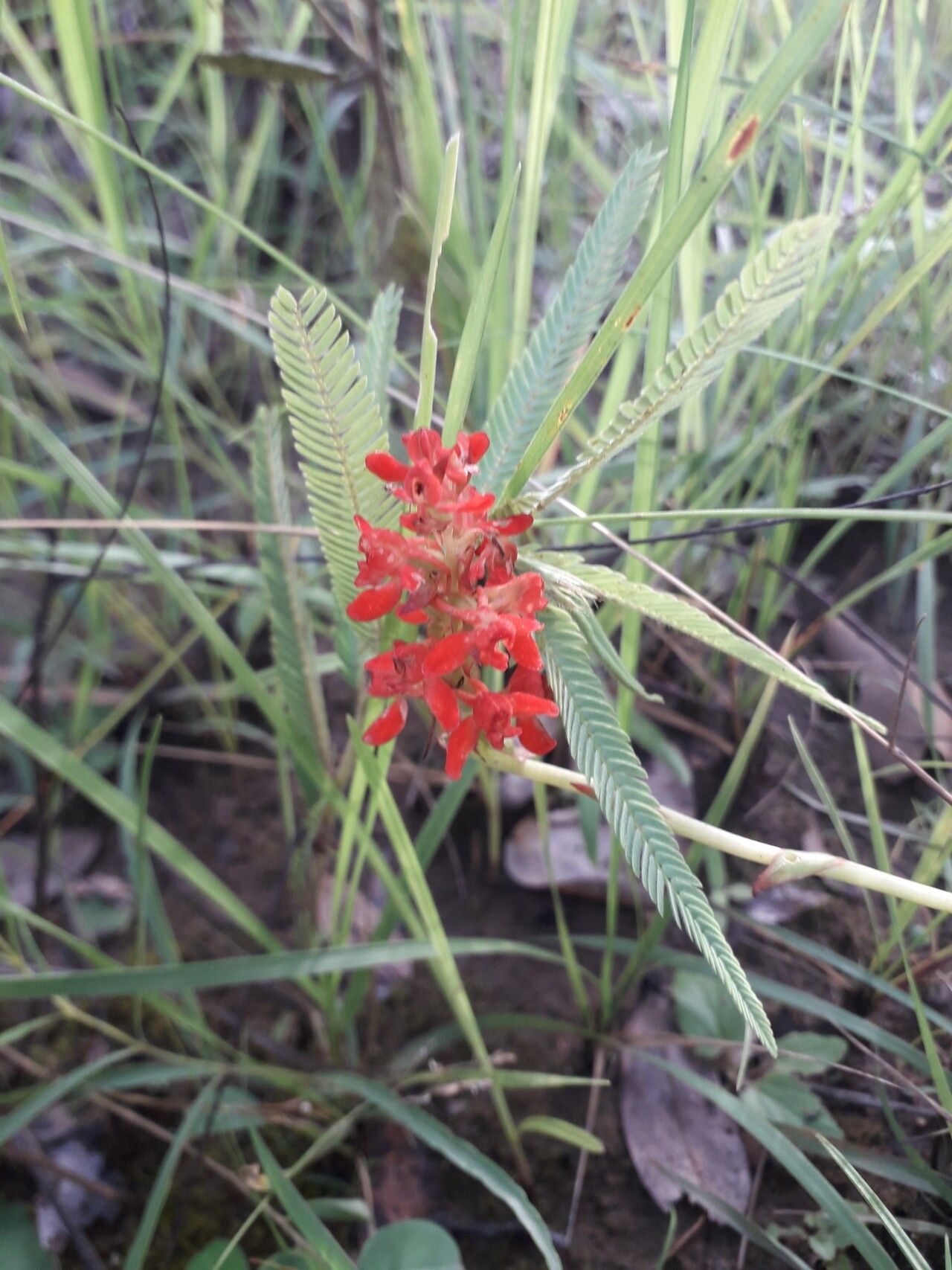 Satyrium orbiculare — houseplant care guide