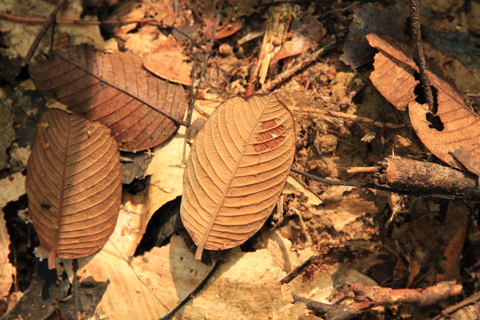 Parinari hypochrysea leaf