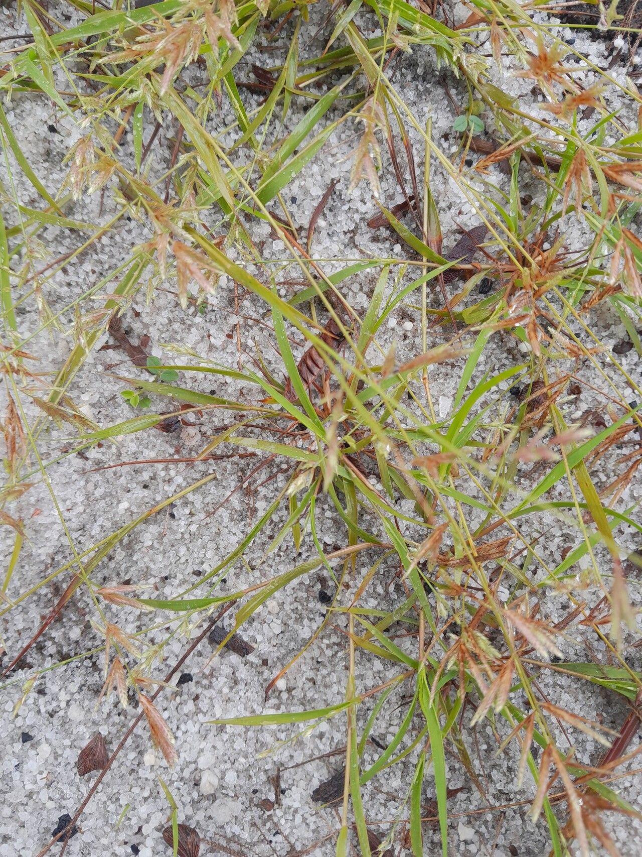 Eragrostis maypurensis habit