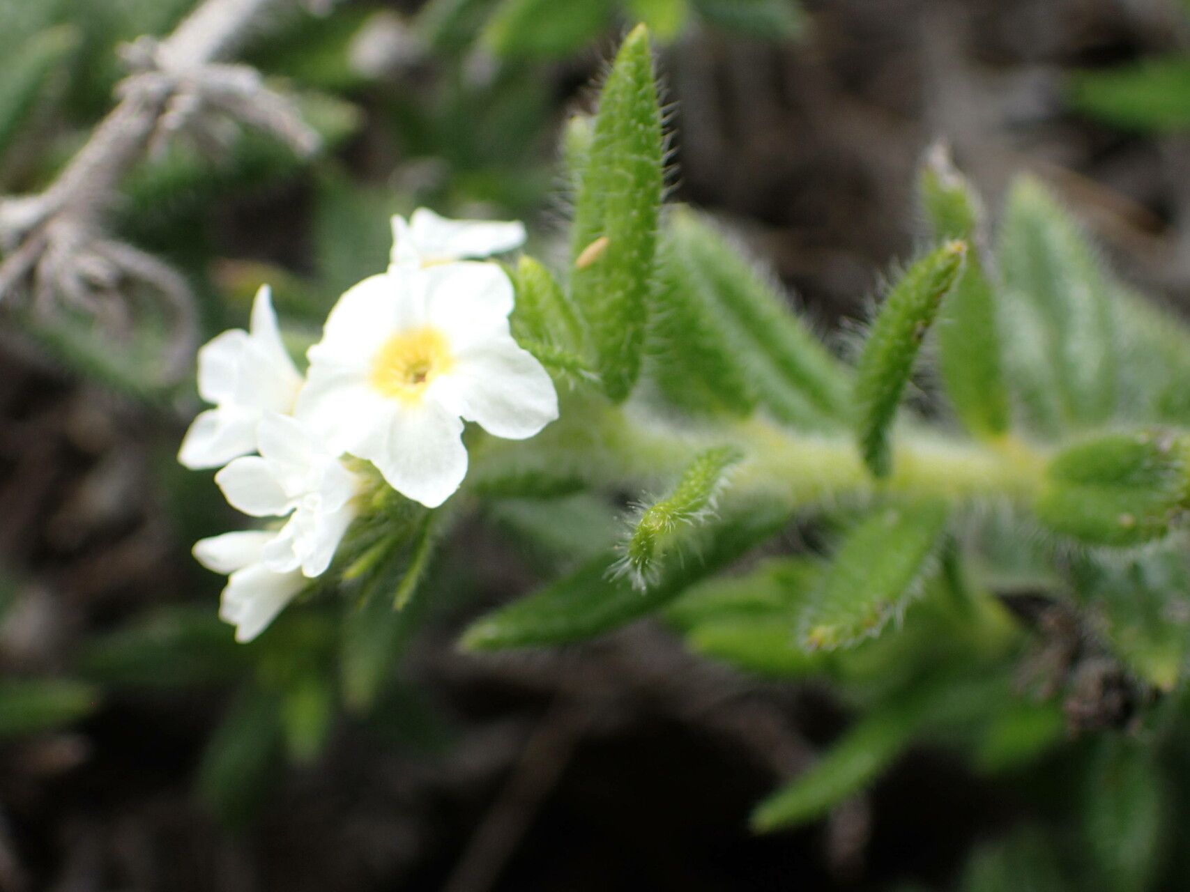 Euploca humilis flower