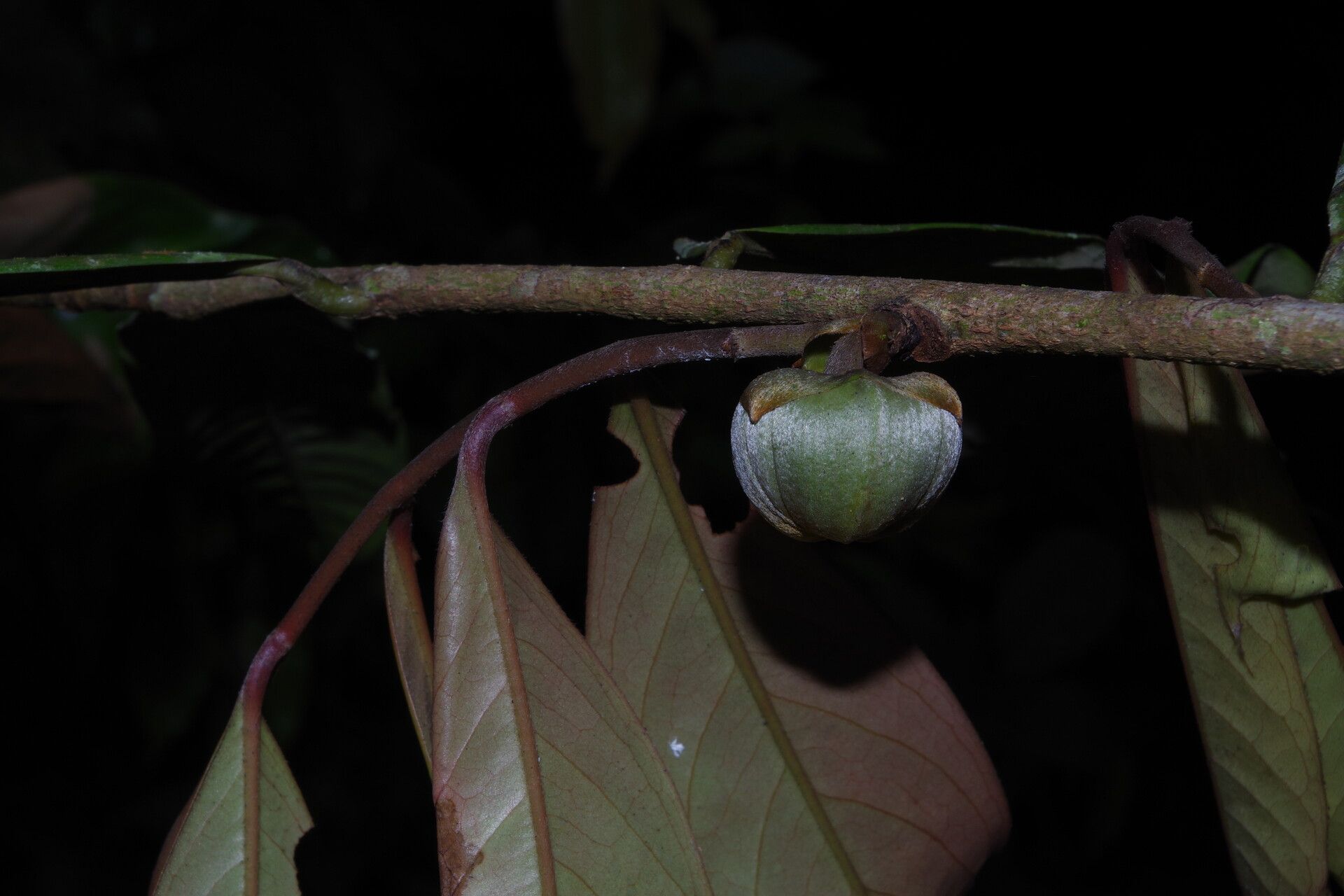 Uvariodendron molundense flower