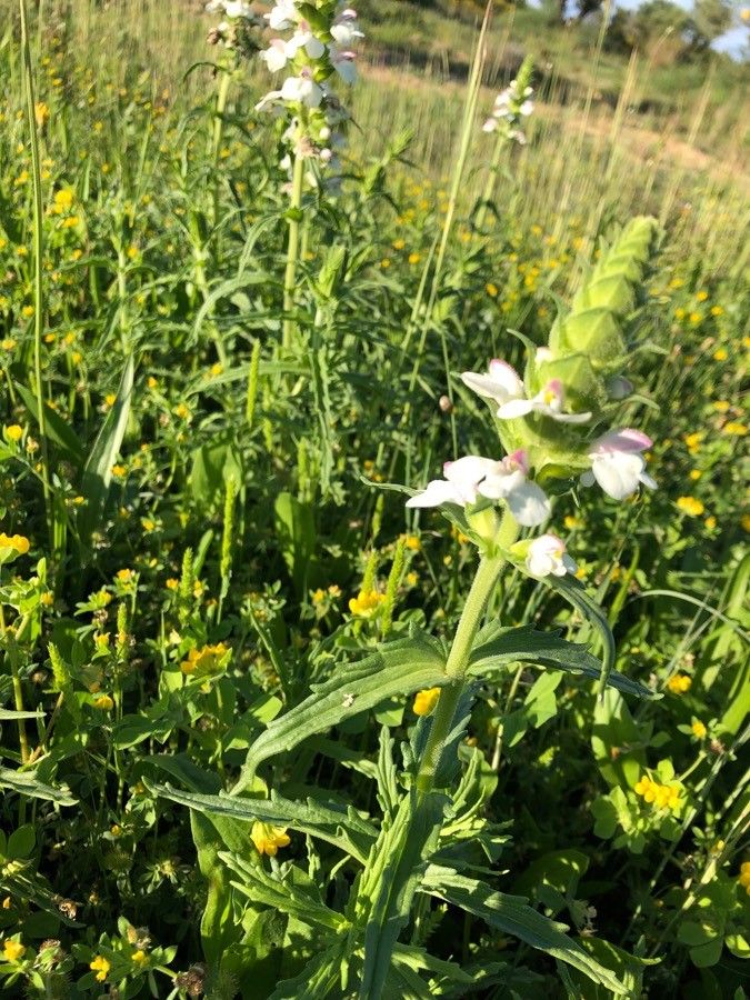 Bellardia trixago leaf