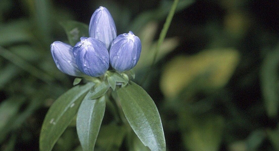 Gentiana clausa flower