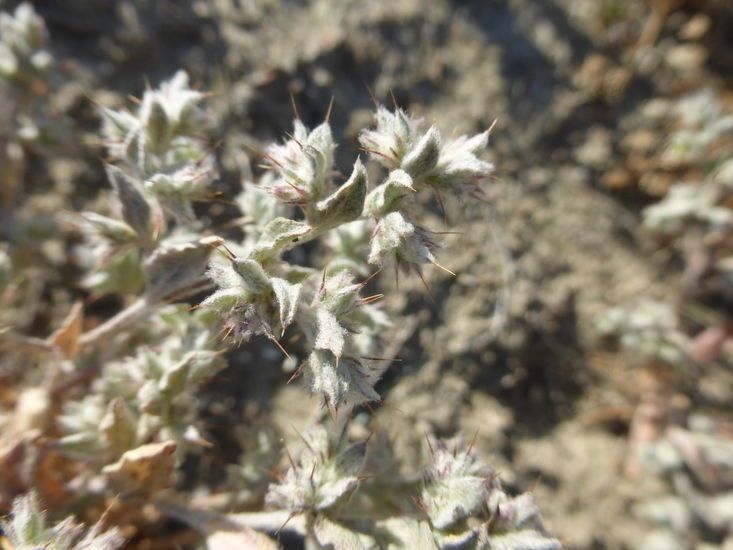 Hollisteria lanata habit